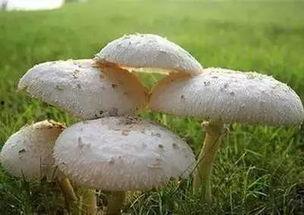 吃瓜网曝揭秘黑料蘑菇在线