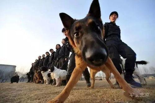 吃瓜黑料爆料门事件警犬,警犬如何助力事件侦破